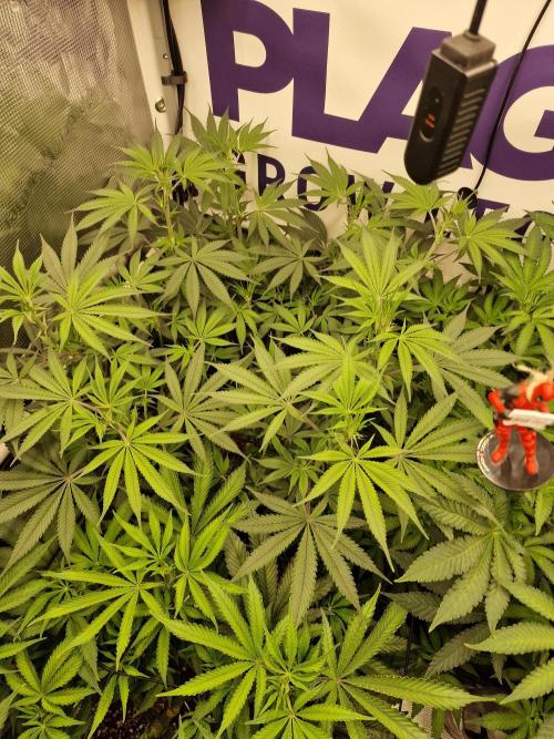 Cherry Poppers. Week 9