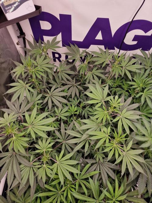 Cherry Poppers. Week 9