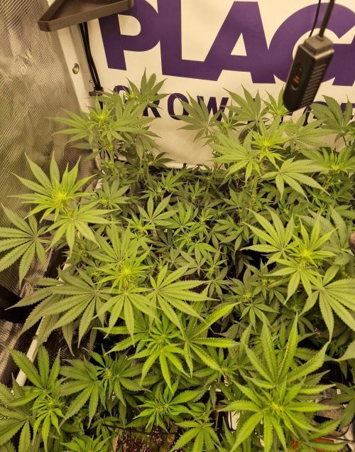 Cherry Poppers. Week 10