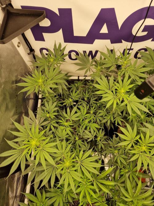 Cherry Poppers. Week 10