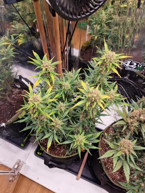 TPB Gorilla Z auto. Week 9