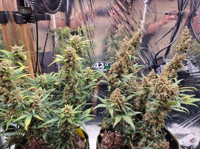TPB Gorilla Z auto. Week 9