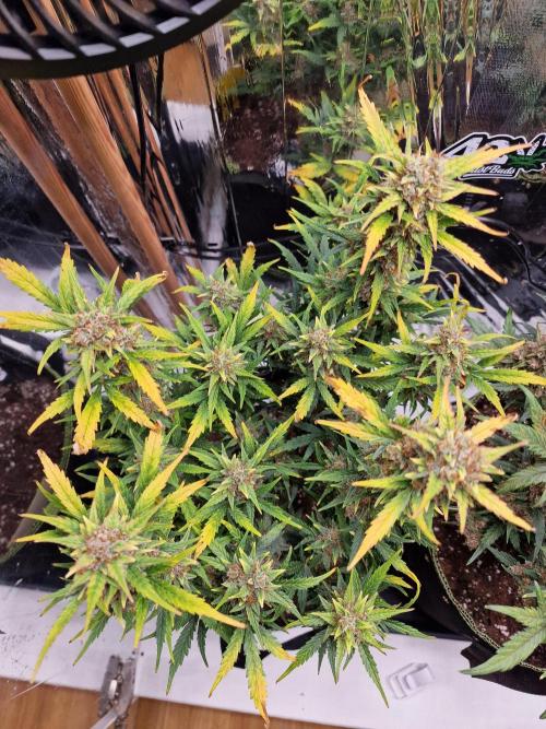 TPB Gorilla Z auto. Week 10