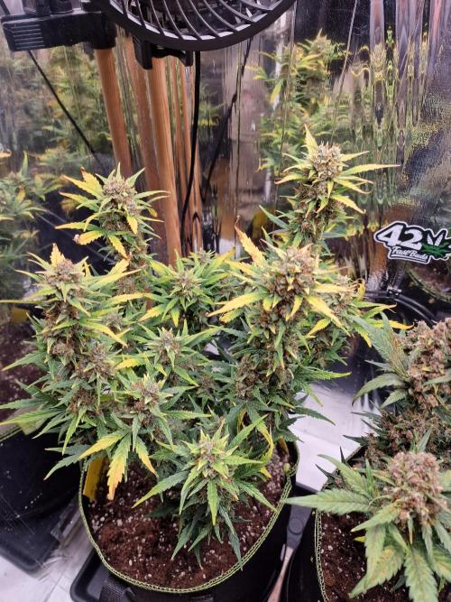 TPB Gorilla Z auto. Week 10