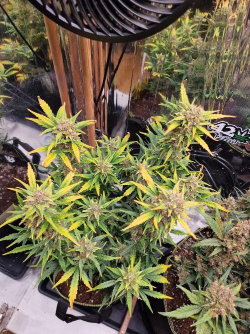 TPB Gorilla Z auto. Week 10