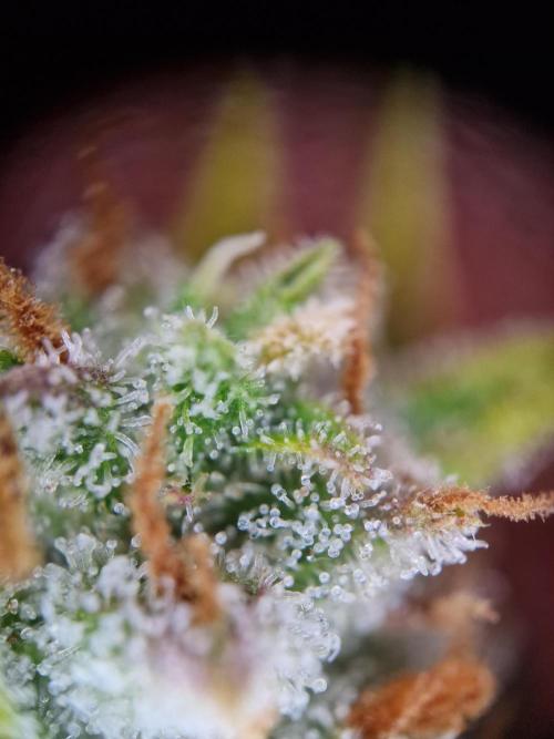 TPB Gorilla Z auto. Week 10