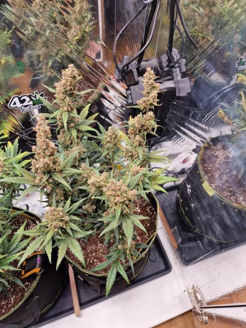 TPB Banana Purple Punch auto. Week 9