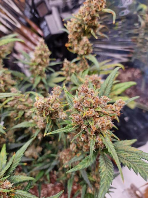 TPB Banana Purple Punch auto. Week 9