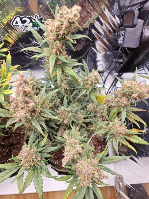 TPB Banana Purple Punch auto. Week 10