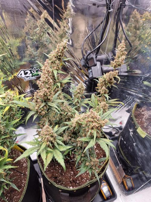 TPB Banana Purple Punch auto. Week 10