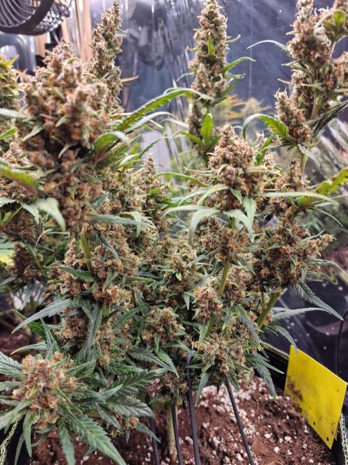 TPB Banana Purple Punch auto. Week 10
