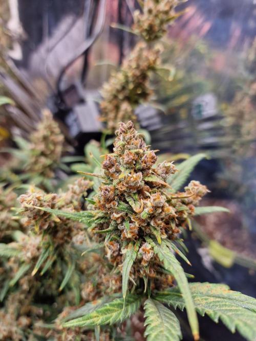 TPB Banana Purple Punch auto. Week 10