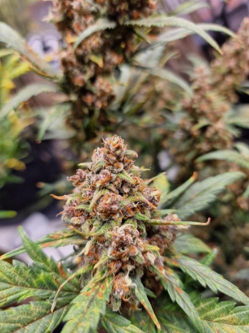 TPB Banana Purple Punch auto. Week 10