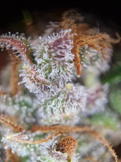 TPB Banana Purple Punch auto. Week 10