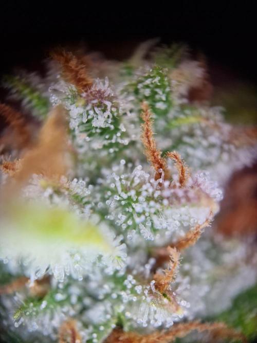 TPB Banana Purple Punch auto. Week 10