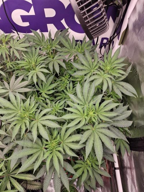 Lemon Orange. Week 9