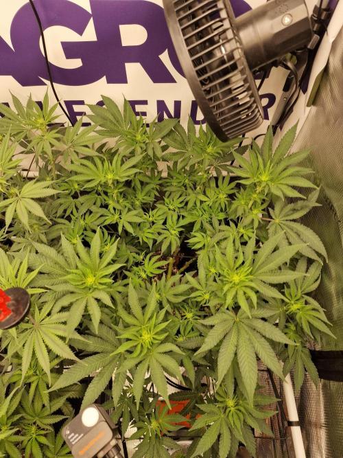 Lemon Orange. Week 10