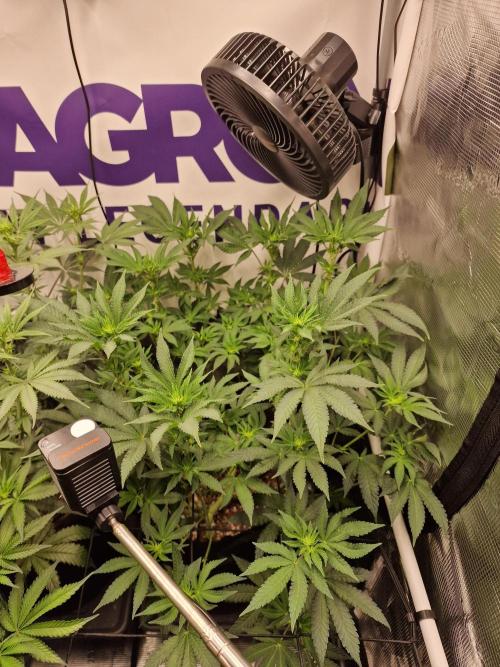 Lemon Orange. Week 10