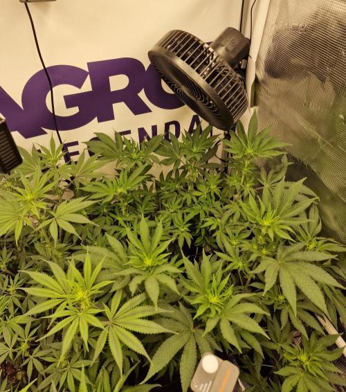 Lemon Orange. Week 10
