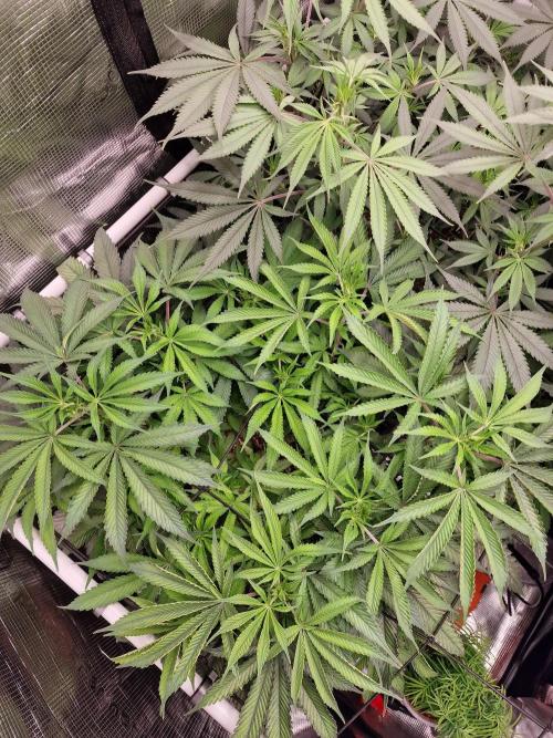 Super Boof. Week 9
