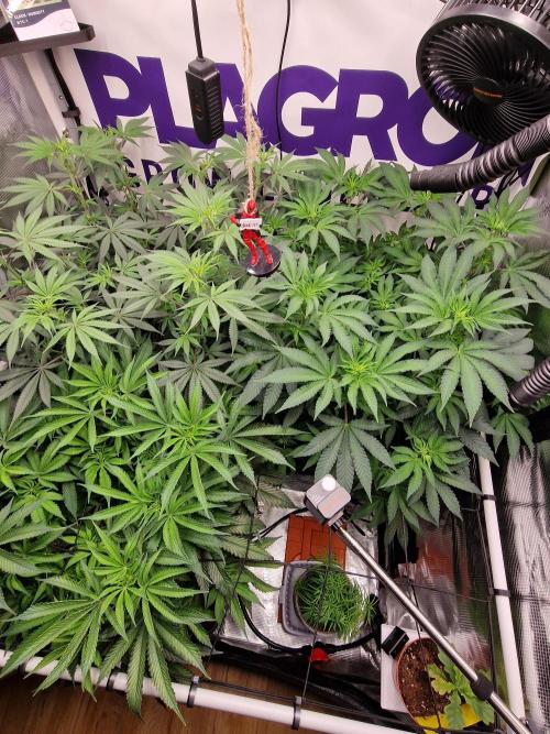 Super Boof. Week 9