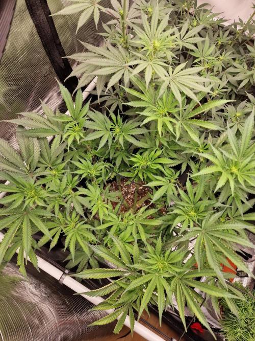 Super Boof. Week 10