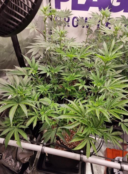 Super Boof. Week 10