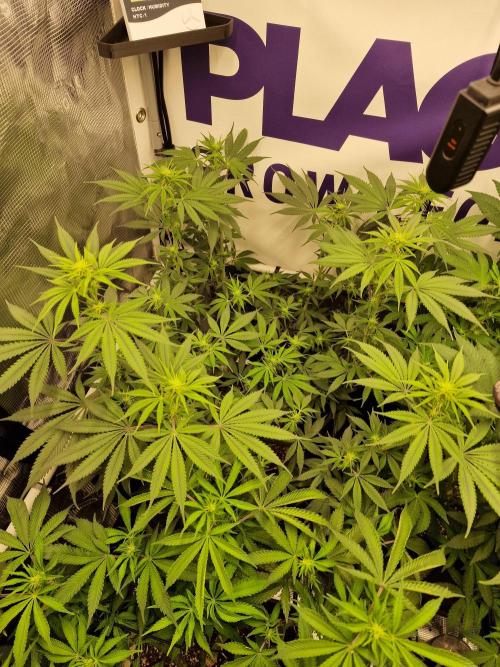 Cherry Poppers. Week 10