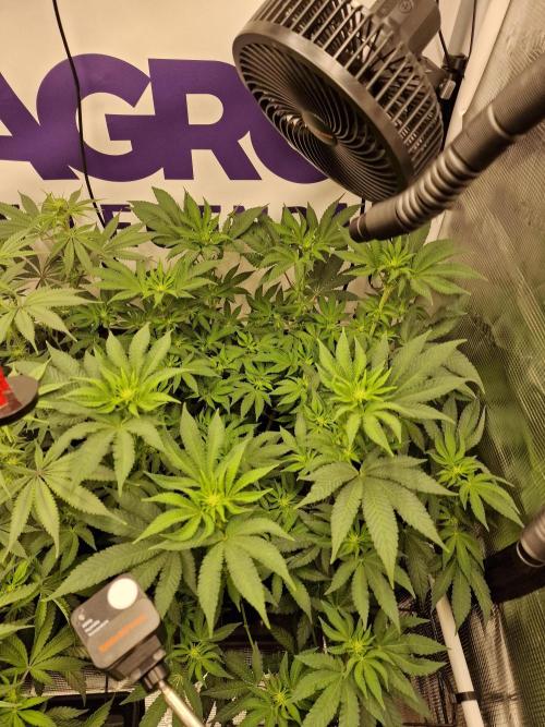 Lemon Orange. Week 10