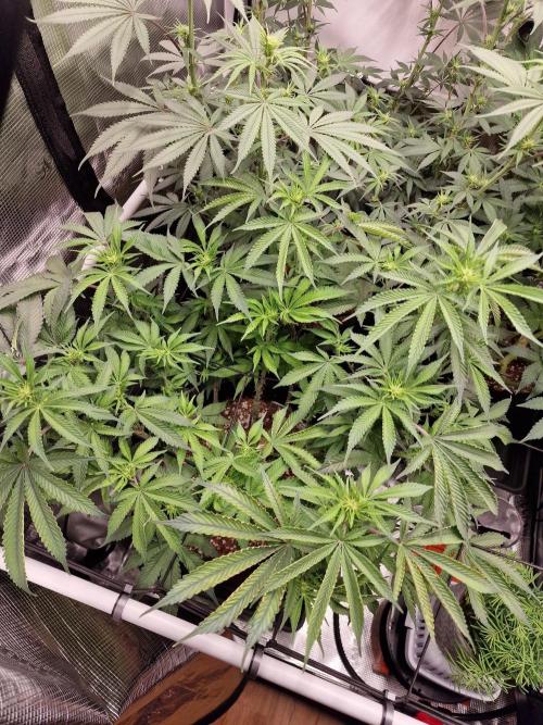 Super Boof. Week 10