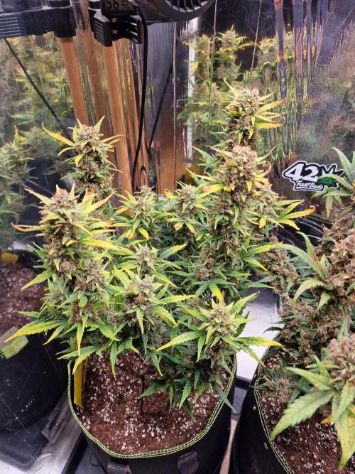 TPB Gorilla Z auto. Week 10