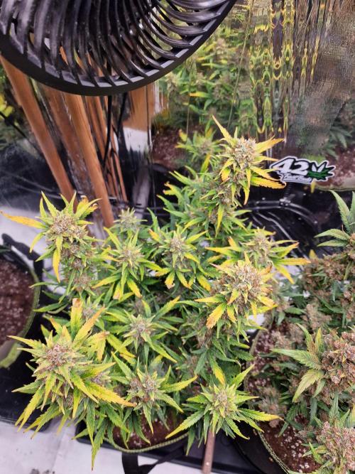 TPB Gorilla Z auto. Week 10