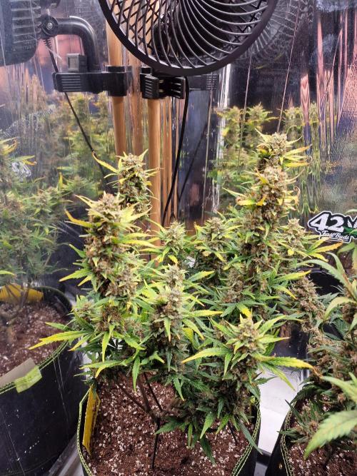 TPB Gorilla Z auto. Week 10