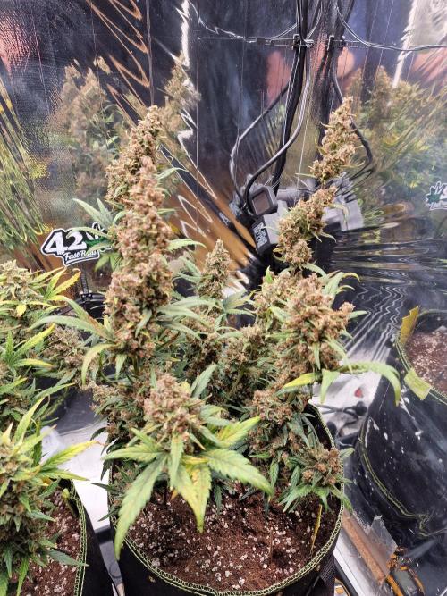 TPB Banana Purple Punch auto. Week 10