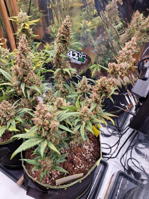 TPB Banana Purple Punch auto. Week 10