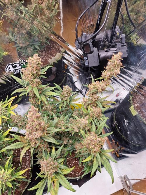 TPB Banana Purple Punch auto. Week 10