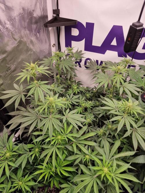 Cherry Poppers. Week 10