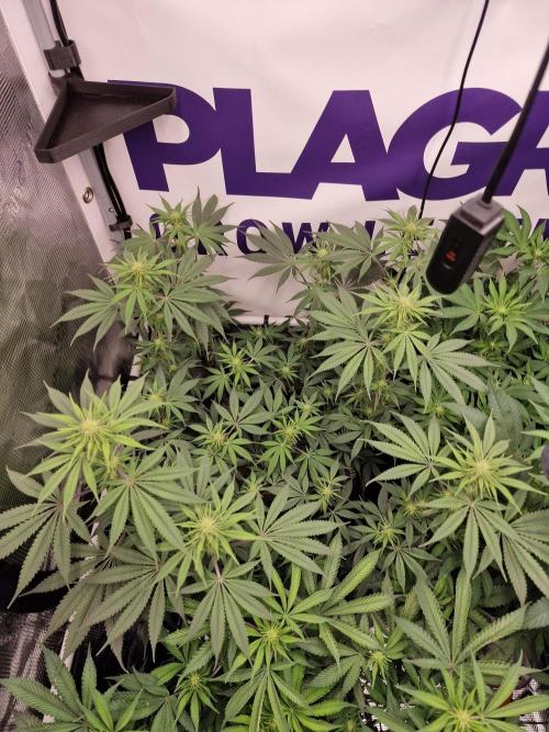 Cherry Poppers. Week 10