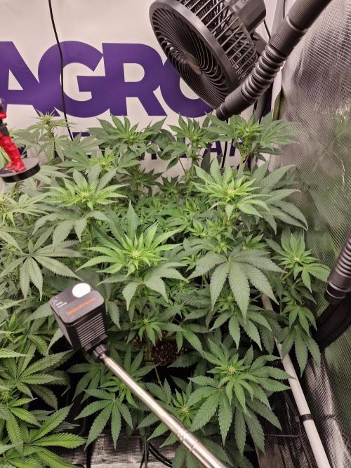 Lemon Orange. Week 10