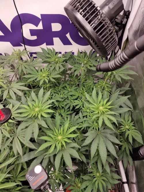Lemon Orange. Week 10