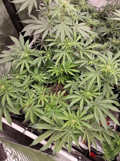 Super Boof. Week 10