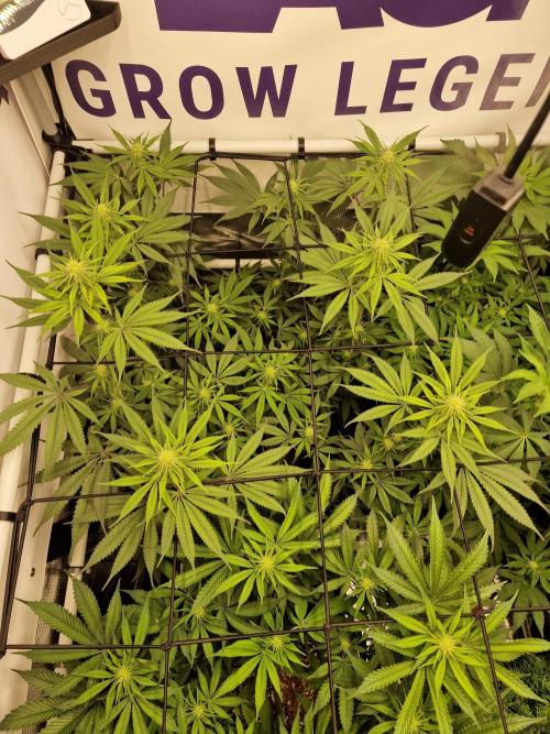 Cherry Poppers. Week 11