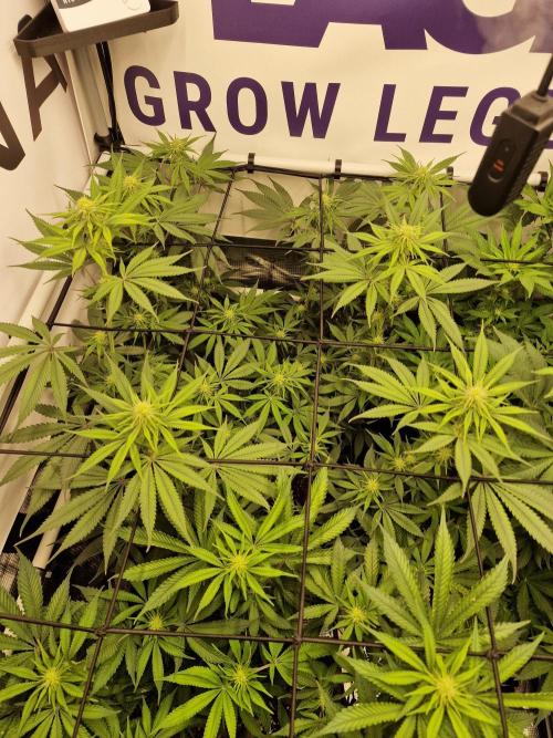 Cherry Poppers. Week 11