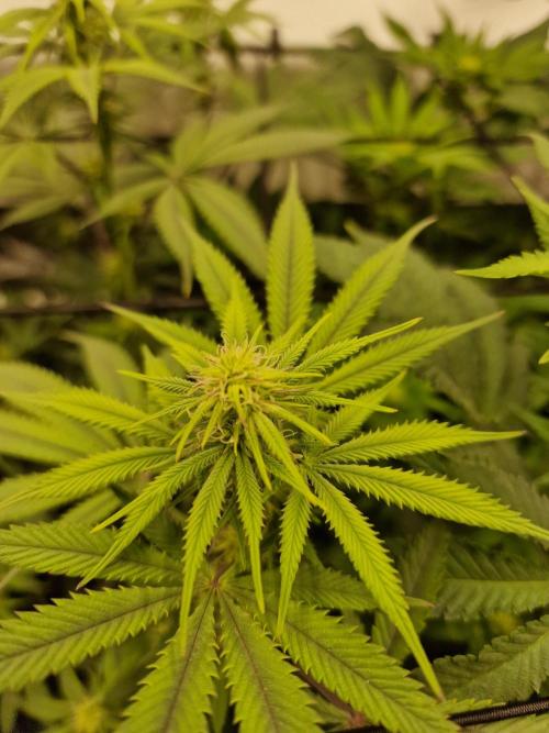 Cherry Poppers. Week 11