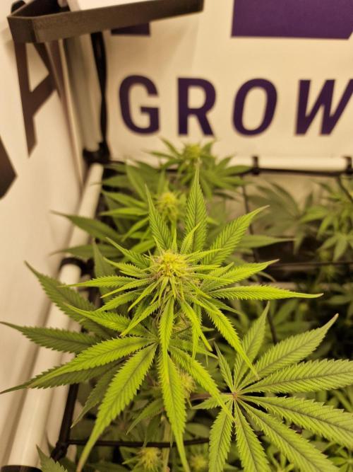Cherry Poppers. Week 11