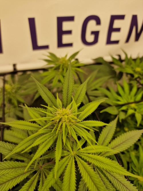Cherry Poppers. Week 11