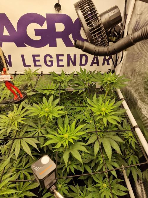 Lemon Orange. Week 11