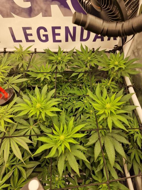 Lemon Orange. Week 11