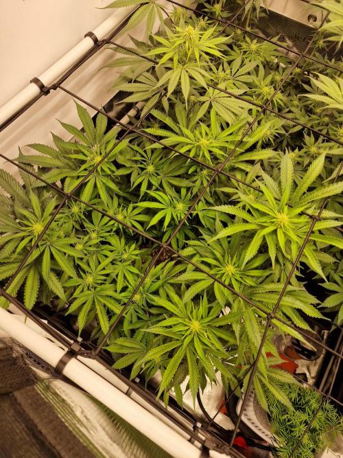Super Boof. Week 11