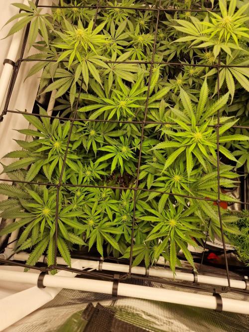 Super Boof. Week 11